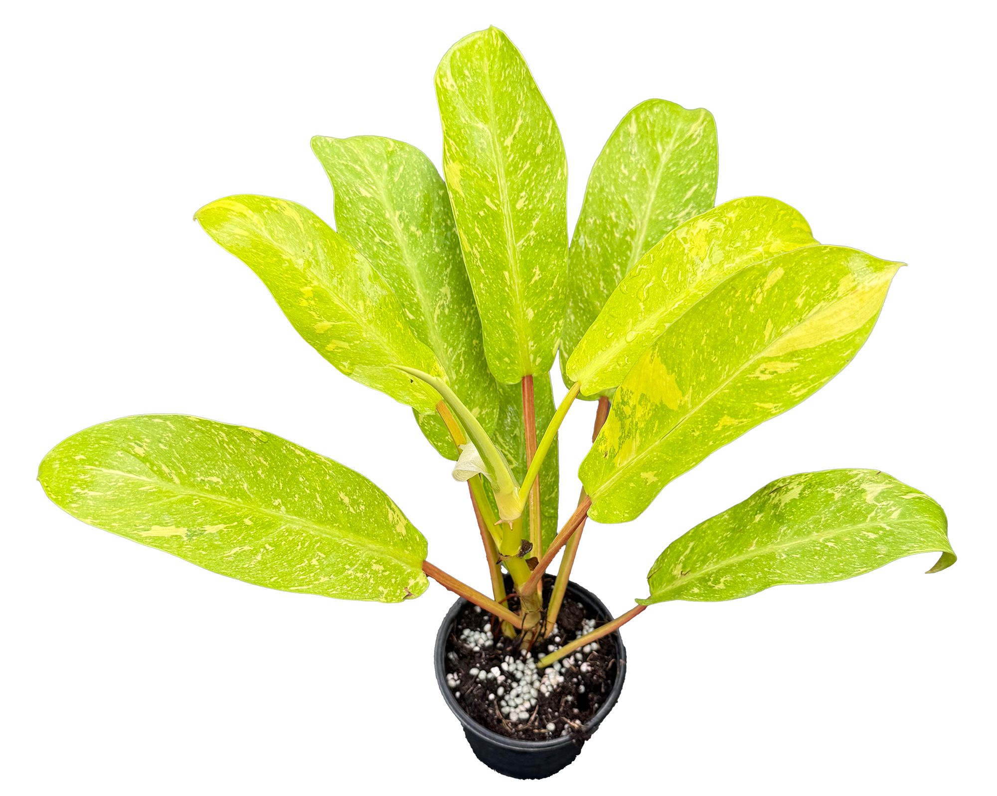 Philodendron Golden Goddess Marble 4 inch Grower Pot
