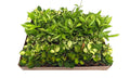 2" Hoya Live Plant Mix
