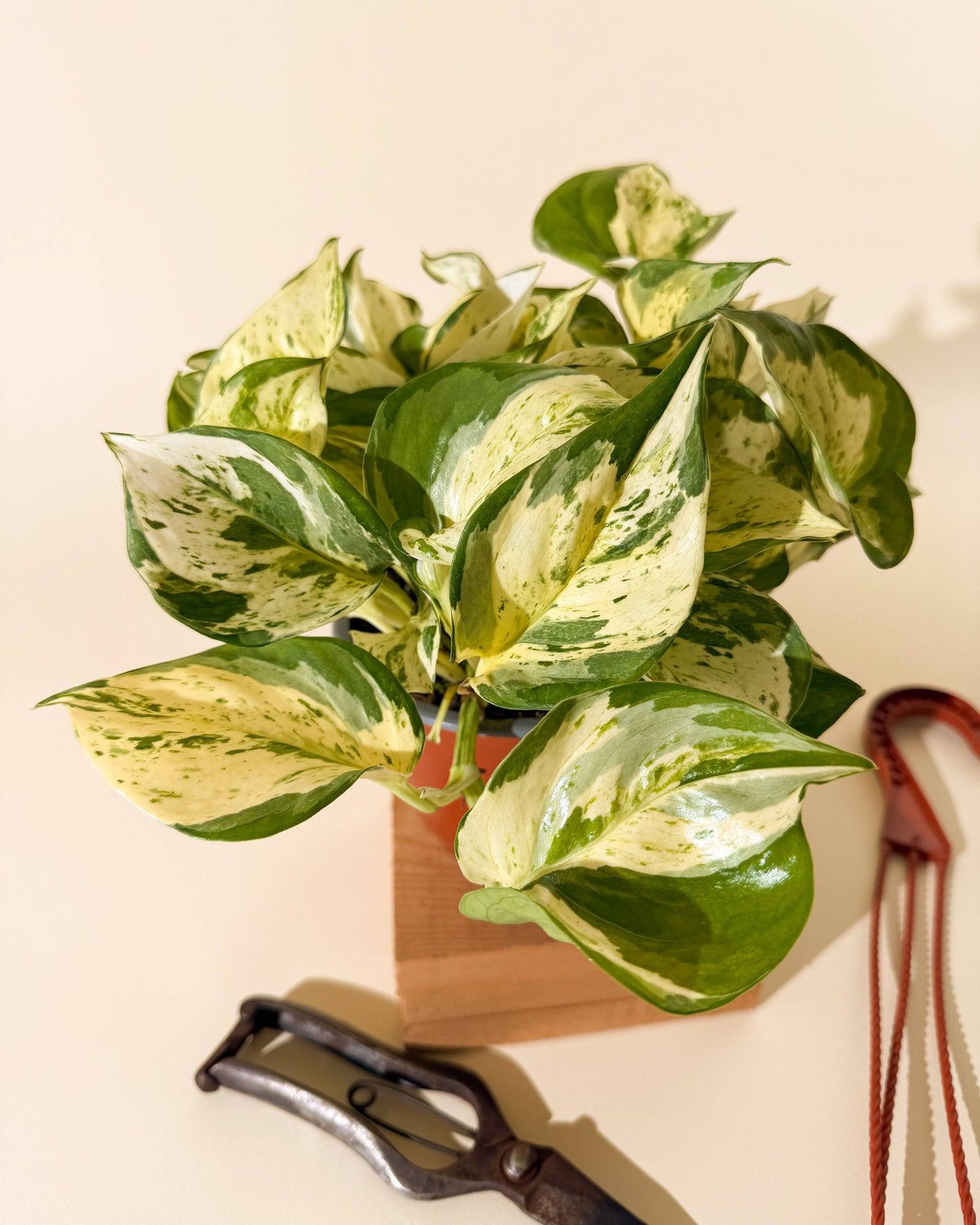 6" Epipremnum Aureum 'Manjula Compacta' (Hanging Basket)