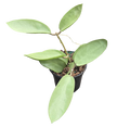 Hoya Silver Dollar 4in Grower Pot
