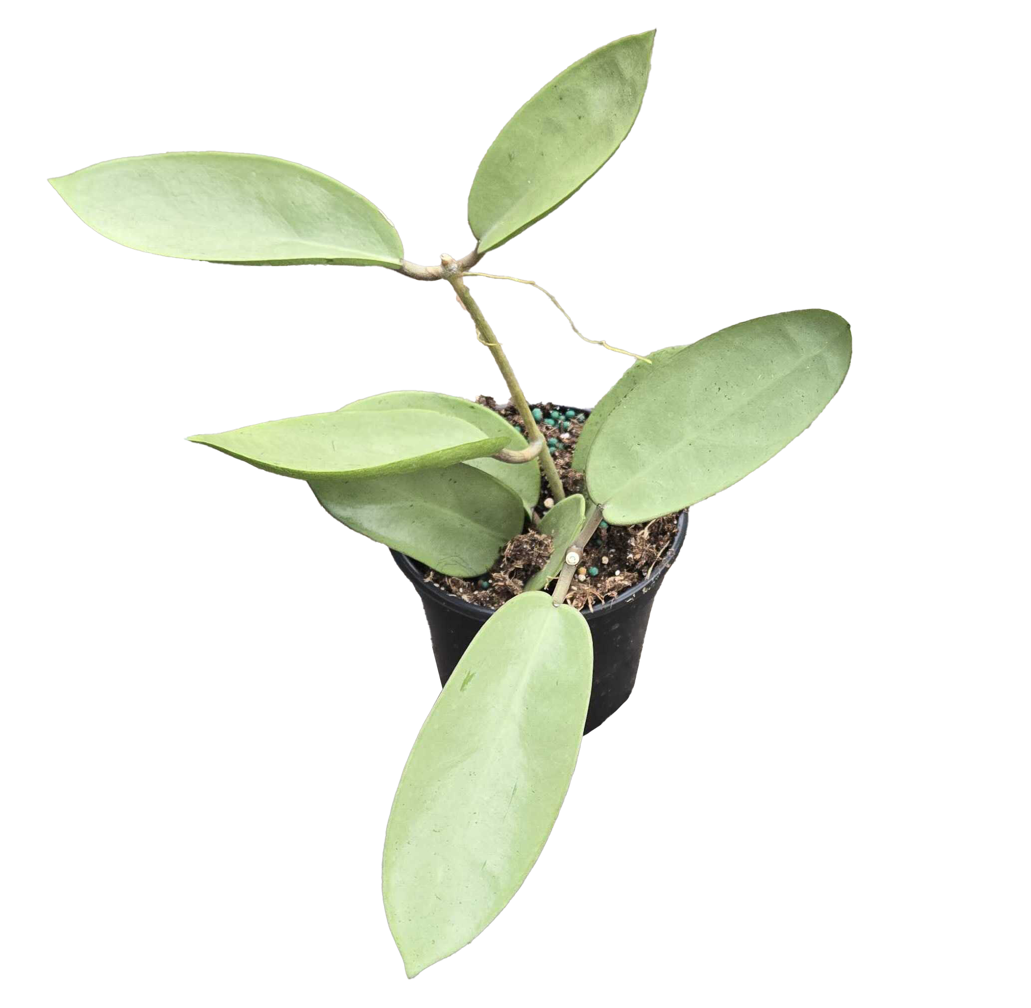 Hoya Silver Dollar 4in Grower Pot