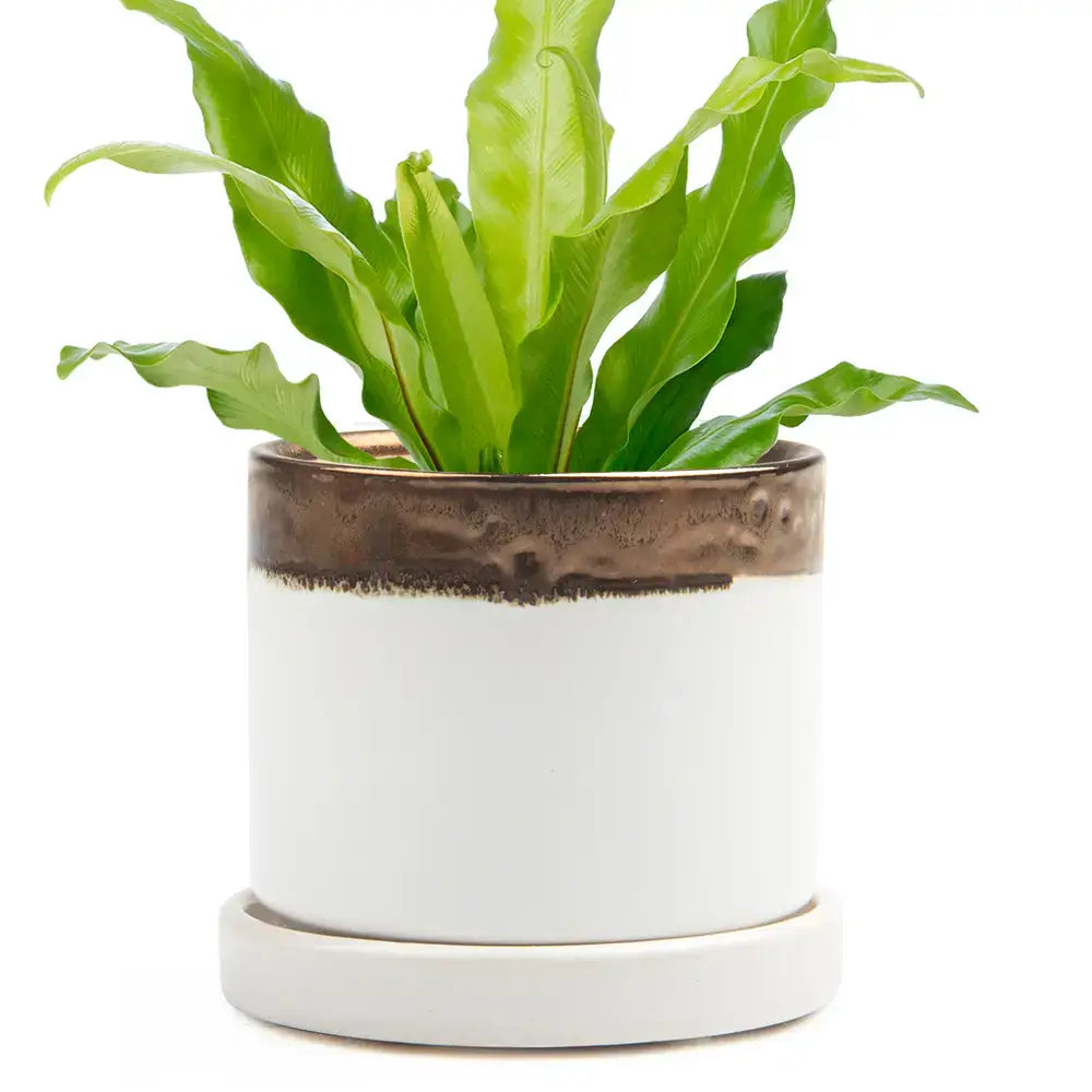 Ceramic Pot With Drainage Hole - Minute 2 Sizes 16 Colors