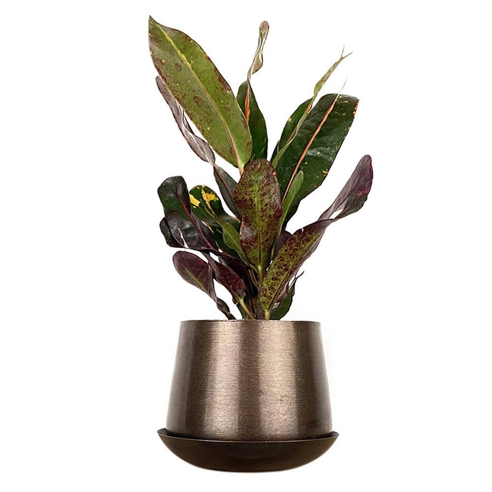 Metal Two Tone Pot - Joe Drainage 3.5-5in 8 Colors
