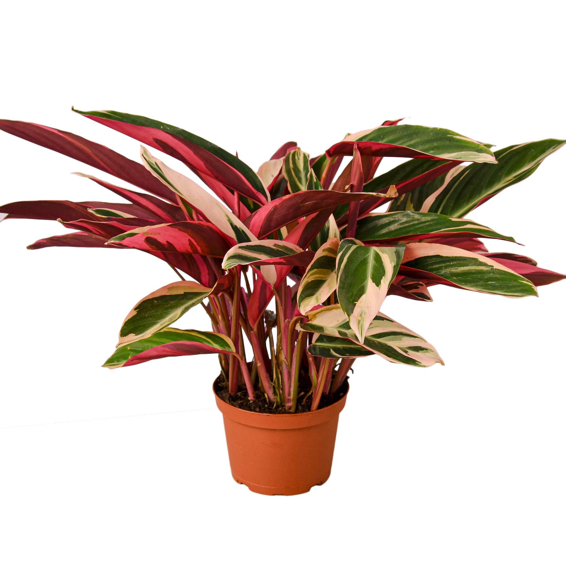 STROMANTHE TRIOSTAR