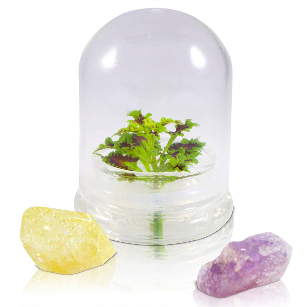 Coleus (Inky fingers), Floral Terrarium, Great Ornamental Live Plant