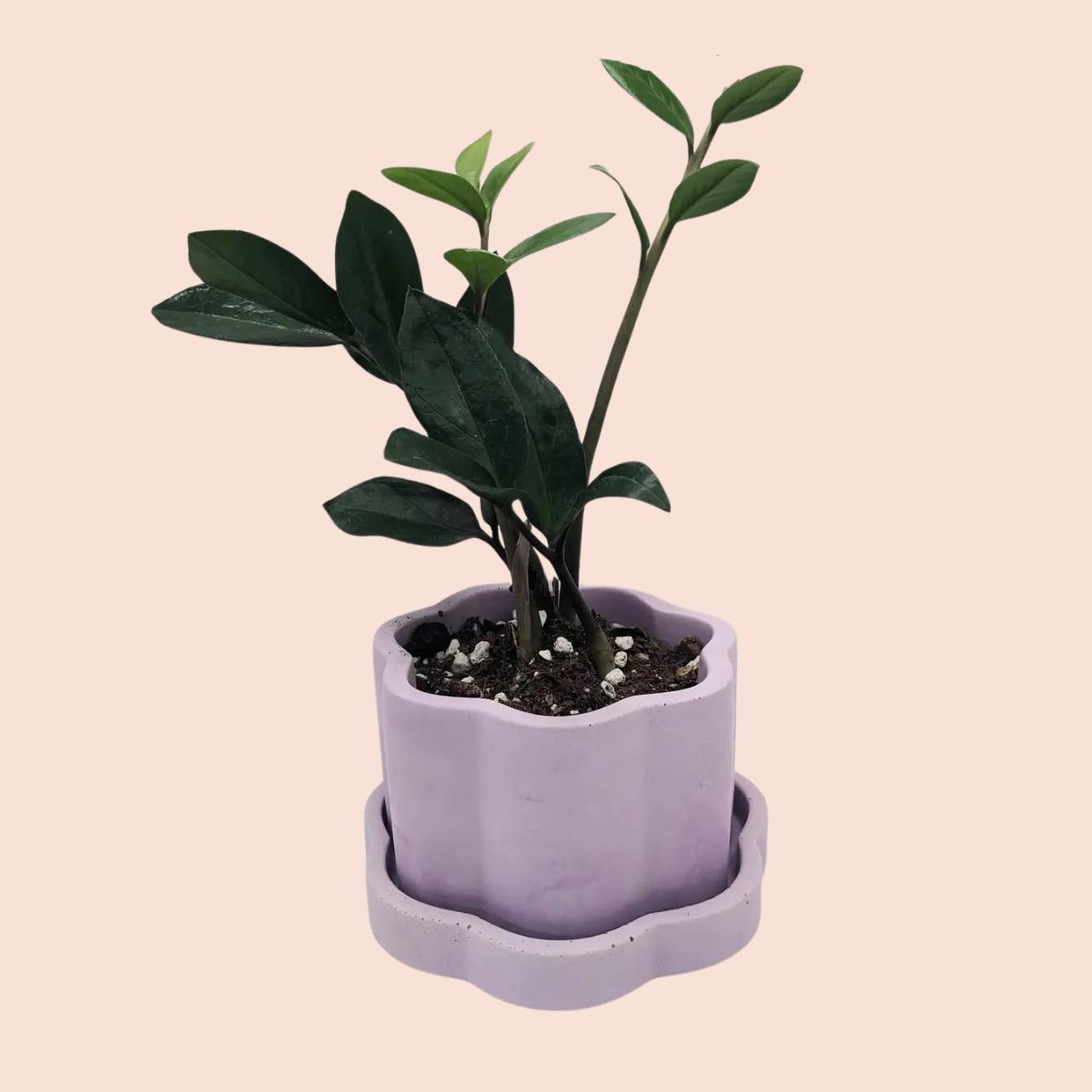 Groovy Colorful Plant Pot | 4" with Drain and Tray