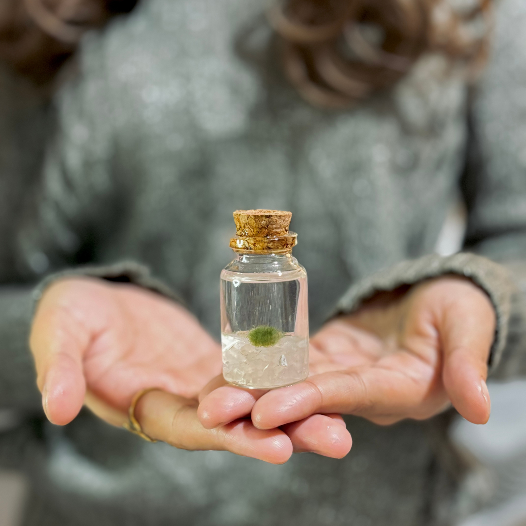 Tiny Marimo Moss Ball Terrarium with Rose Quartz Gemstones