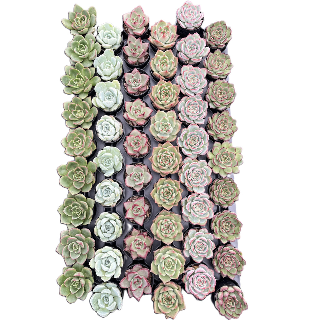 Assorted Rosettes Succulents Bulk 54 Tray - 2in Pot