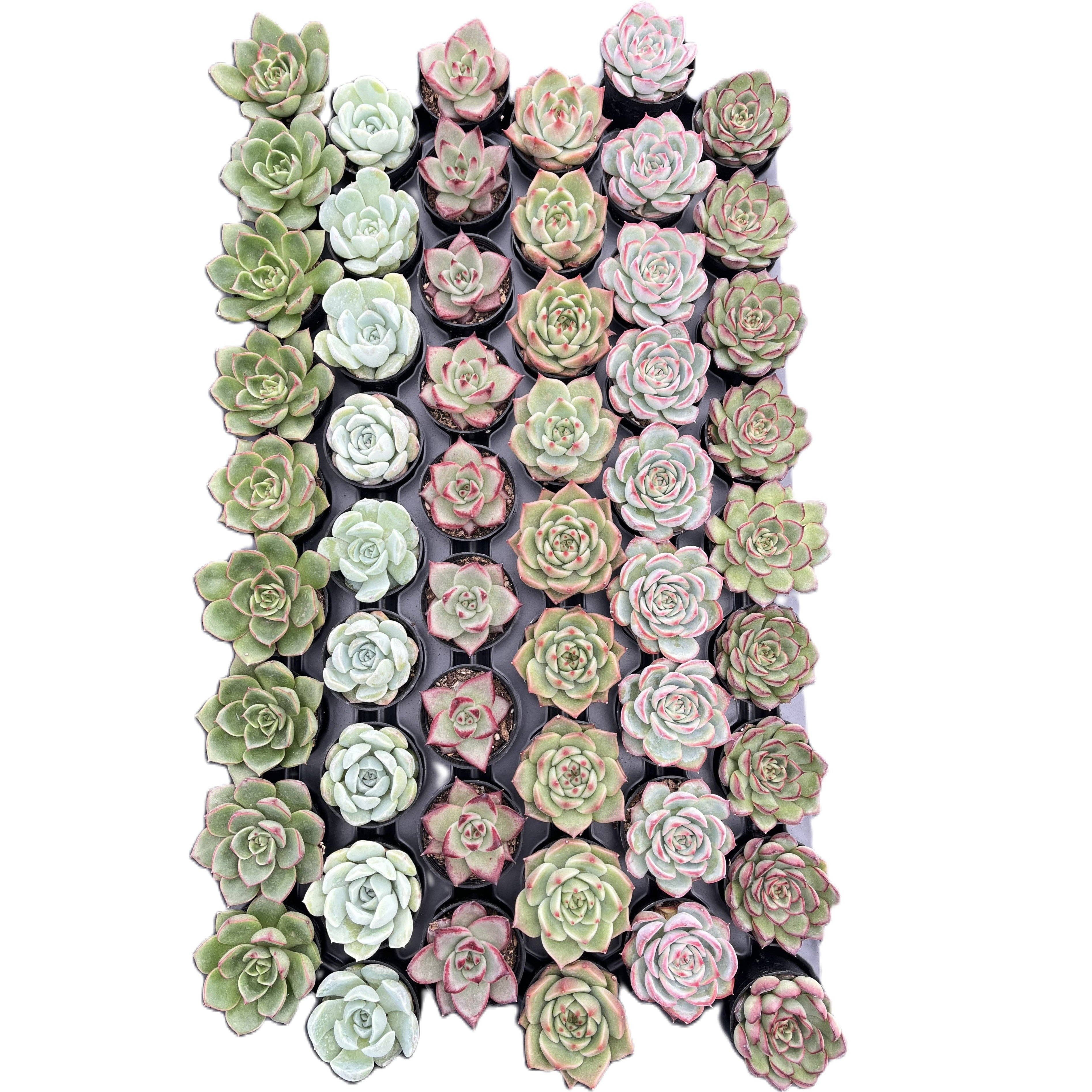 Assorted Rosettes Succulents Bulk 54 Tray - 2in Pot