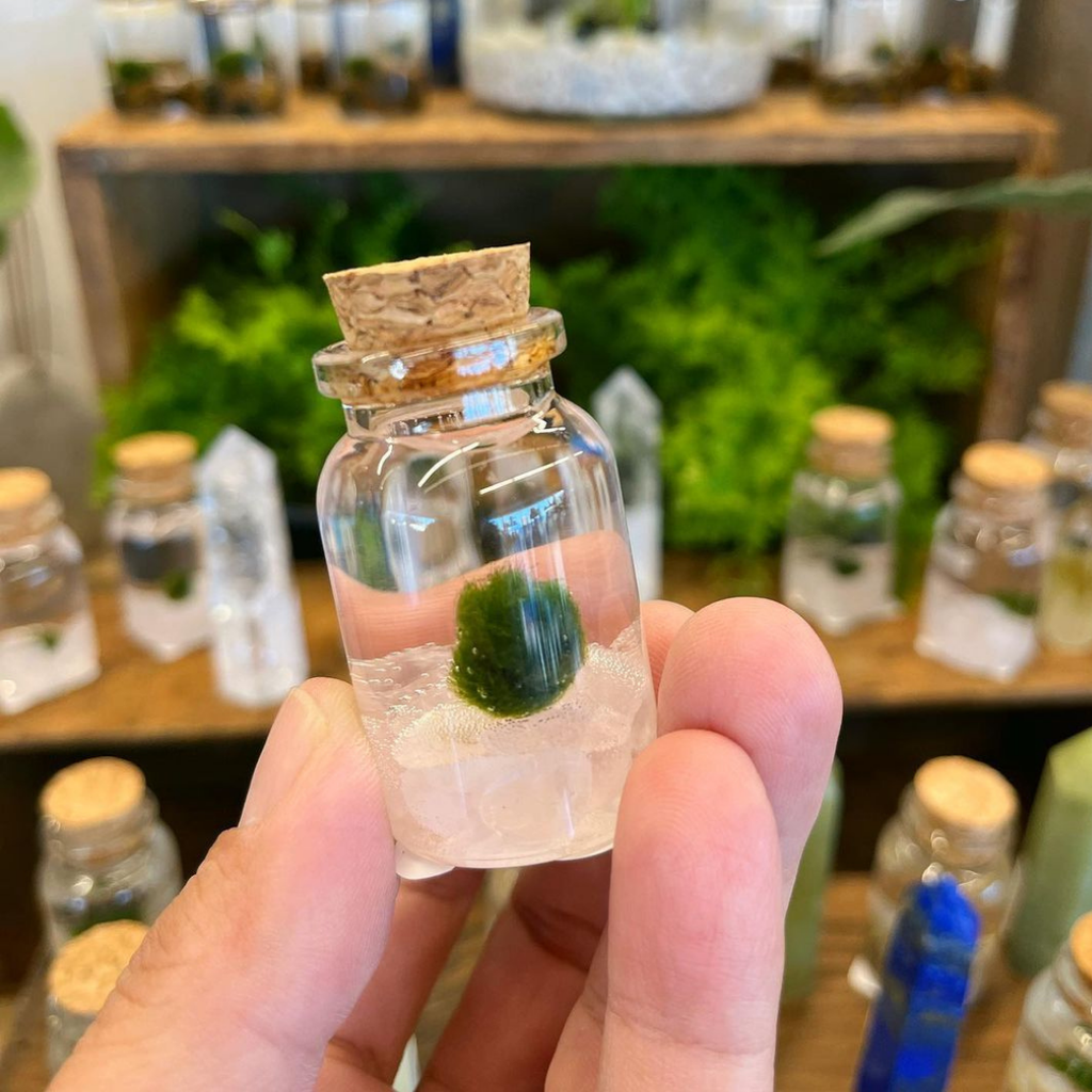 Tiny Marimo Moss Ball Terrarium with Rose Quartz Gemstones