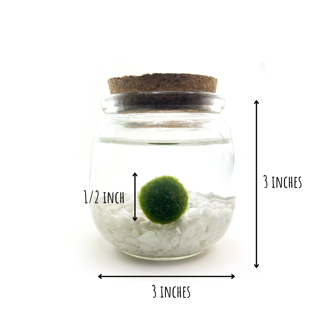 Classic Medium Marimo Moss Ball Terrarium