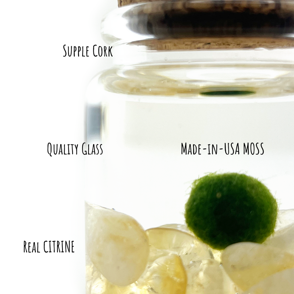 Small Marimo Moss Ball Terrarium with Citrine Gemstones