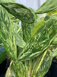 10" Opuntia Variegated