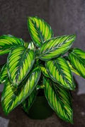 Calathea Beauty Star