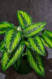 Calathea Beauty Star