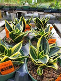 Sansevieria Hahnii