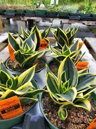 Sansevieria Hahnii