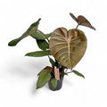 Philodendron Gloriosum Summer Glory