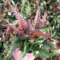 Pteris quadriaurita 'tricolor'