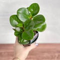 Baby Rubber Plant