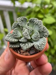 Jewel Plant