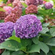 Hydrangea