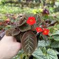 5" Episcia