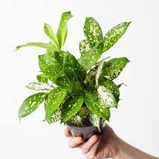 Dracaena Florida Beauty