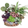 Terrarium plants
