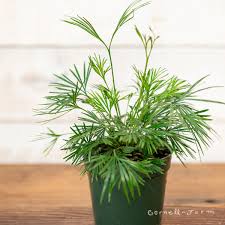 5" Ray Fern