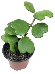 Hoya Kerri Vining