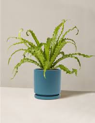 Birdsnest Fern