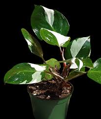 Philodendron White Knight 5"