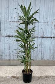 Dracaena Warneckii