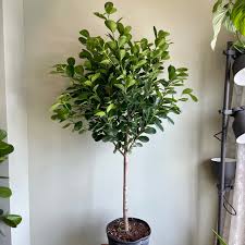 10" Ficus Moclame