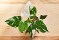 Philodendron White Princess