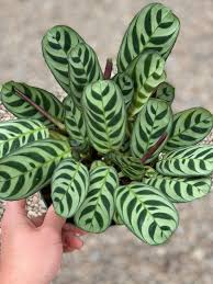 Ctenanthe burle-marxii