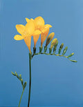 6" Freesia