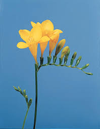 6" Freesia