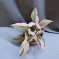 Syngonium Pink Splash