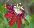 Passionflower Vine Trellis