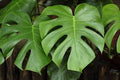Monstera deliciosa