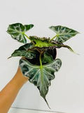 Alocasia Loco 5"