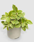 4" Peperomia Pixi Lime