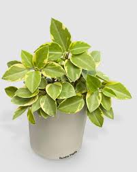 4" Peperomia Pixi Lime