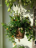 Goldfish Plant