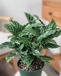 4" Calathea Freddie