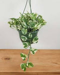 Pothos N'Joy