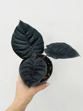 Alocasia Kapit 5"