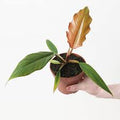 4" Philodendron Carmel Pluto